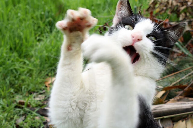 黑白直播在线观看-北境之盾，一人驱动全场，阿尔瓦雷斯如何引领瑞典攻克阿森纳堡垒