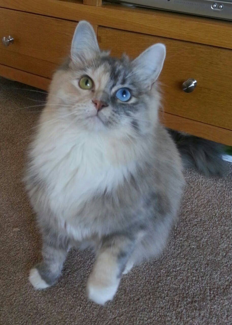 黑白直播体育-友谊赛惊雷，迪巴拉两射一传，爱尔兰加时绝杀利物浦