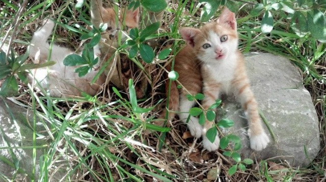 黑白直播在线观看nba-雷霆之怒，战术碾压，热火在窒息防守中溃败