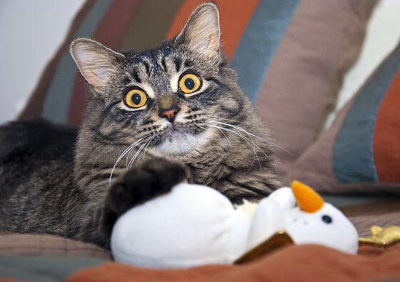 深圳队胜太阳，当哈利伯顿成为大场面先生，团队篮球的胜利回响