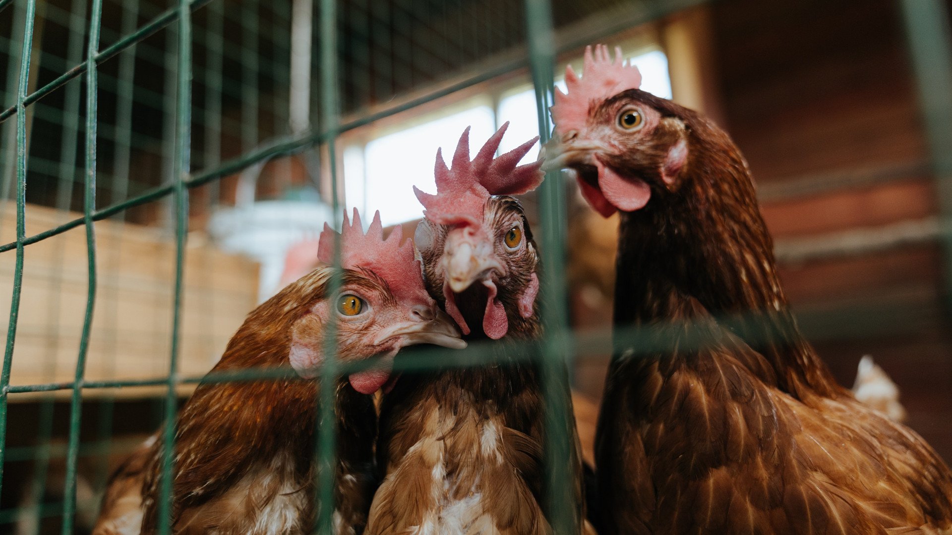 双冠之夜，新疆队跨界力克快船，霍勒迪F1赛道终极接管