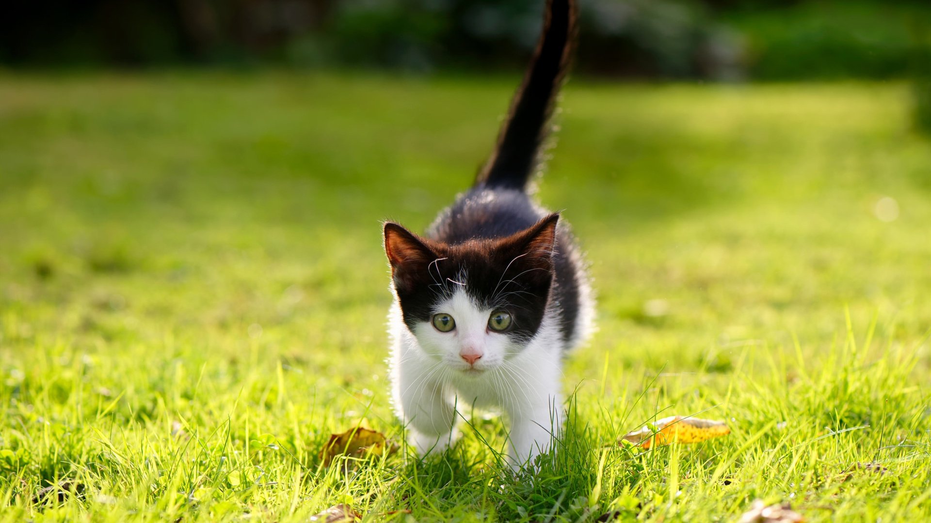 黑白直播免费体育直播-富安健洋爆发，乌克兰决胜局带走拉齐奥，国际比赛日的双重震撼