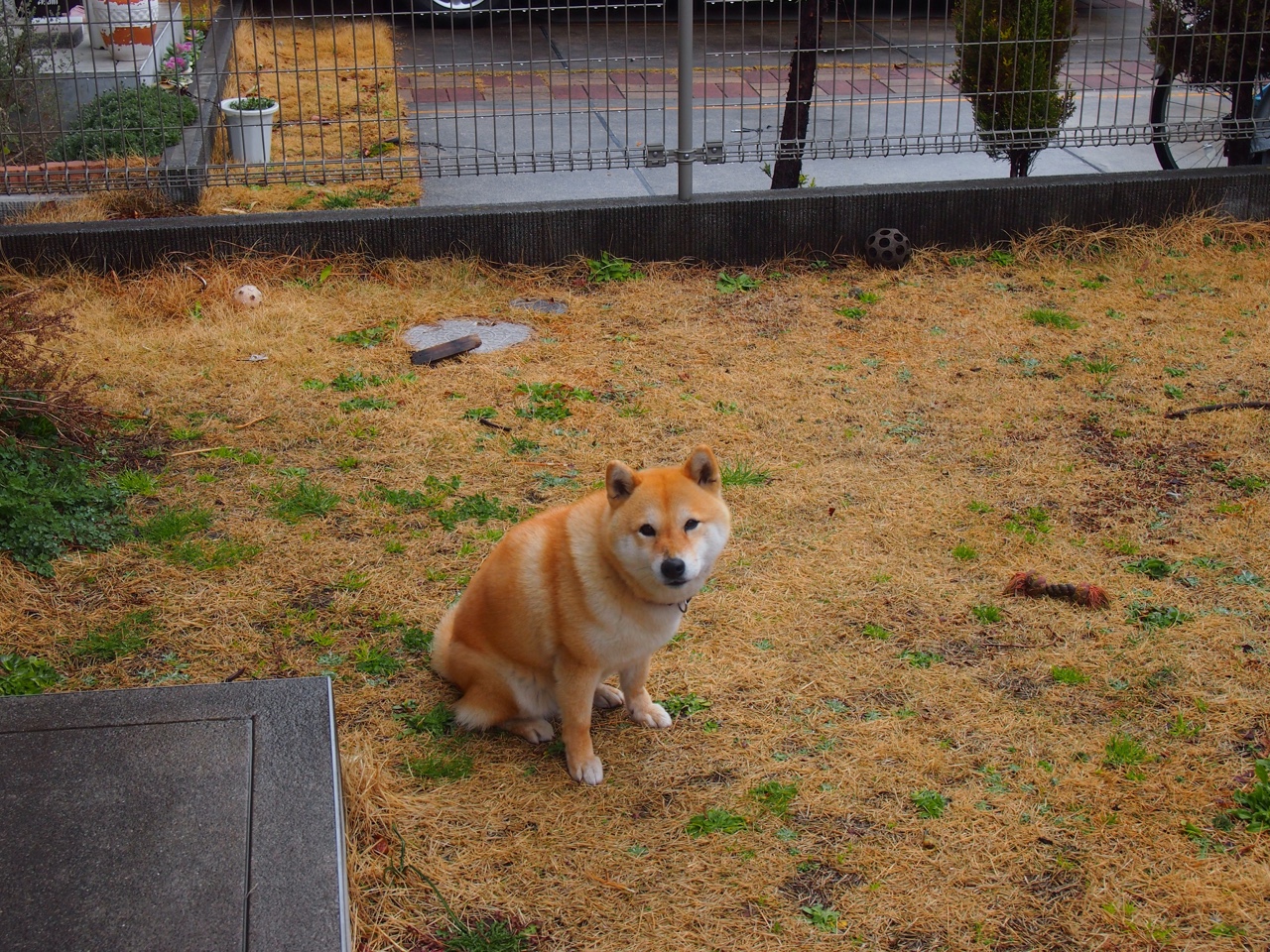 跨界风暴，厄瓜多尔足球颠覆那不勒斯，黄喜灿篮球巅峰逆袭