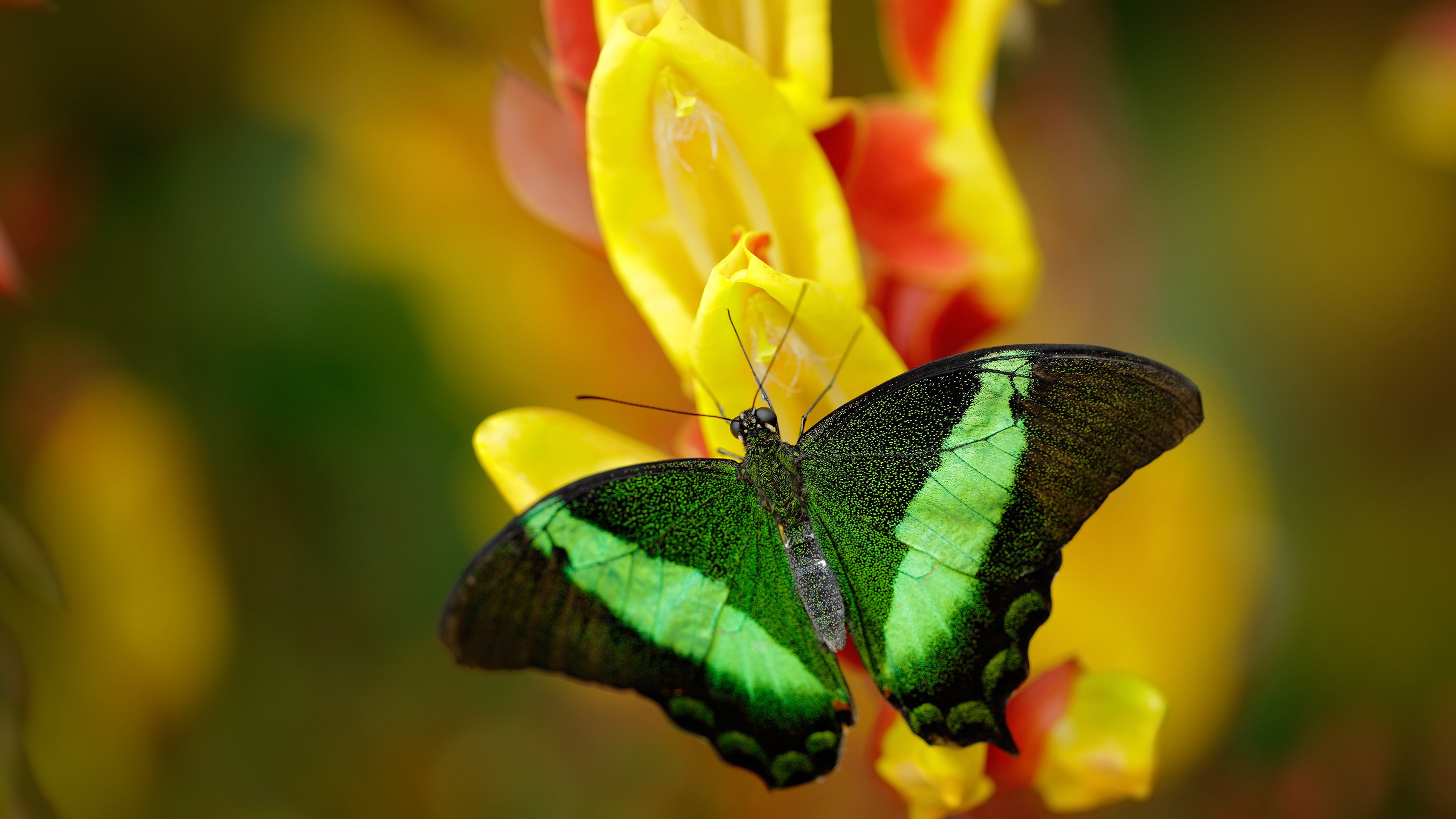 黑白直播在线观看-封闭与突围，从AC米兰的韩国冷遇到罗德里戈的欧冠盛宴