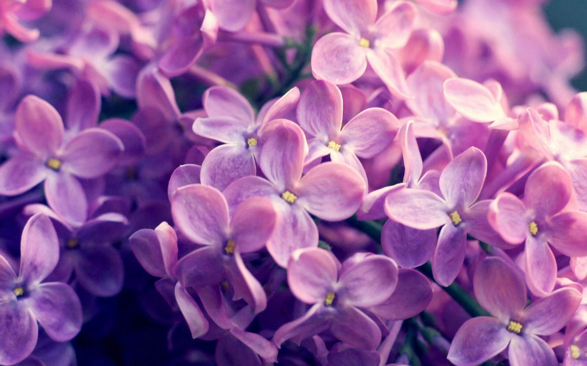 黑白直播-奥斯梅恩天神下凡，尼日利亚超级雄鹰完胜阿尔及利亚，奥运门票触手可及