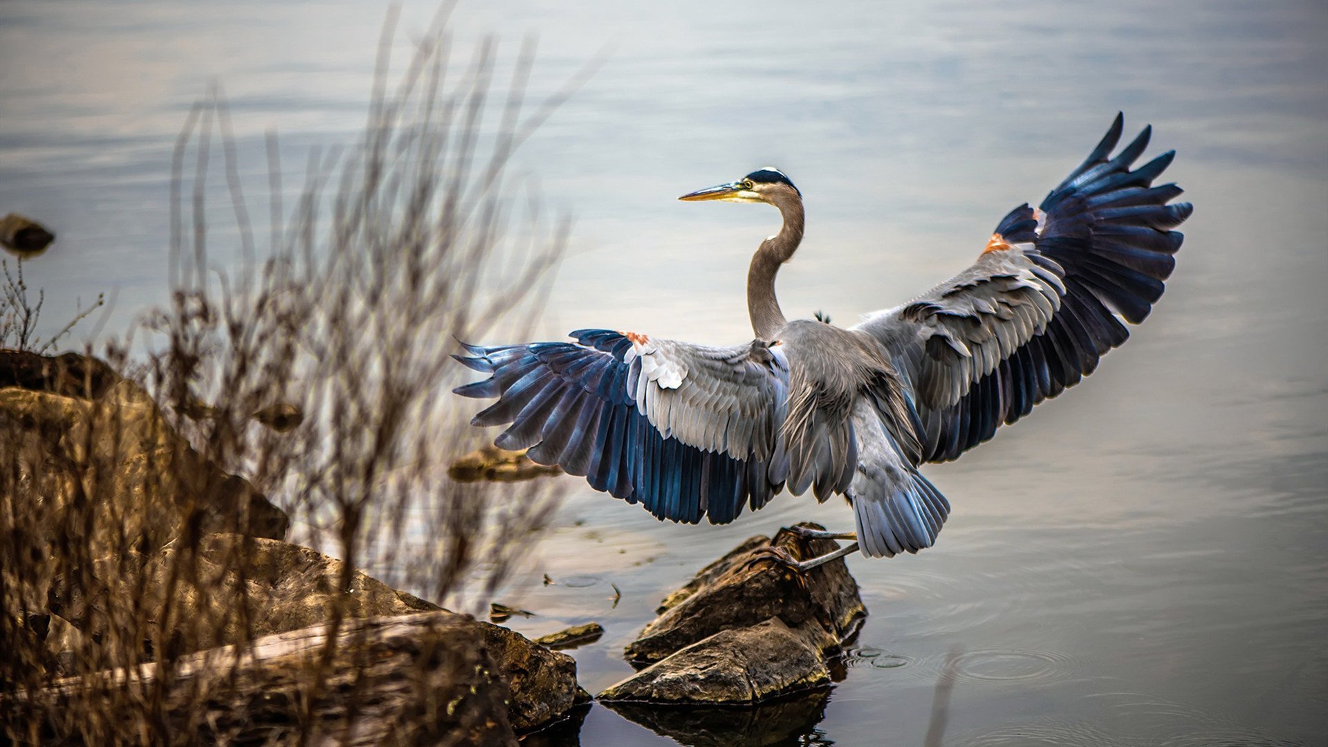 弗拉霍维奇，大场面先生的光环与塞维利亚硬仗取胜荷兰的启示