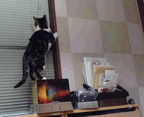 黑白直播在线观看-终场哨响与终场绝杀，维尼修斯与卡塔尔的英雄时刻