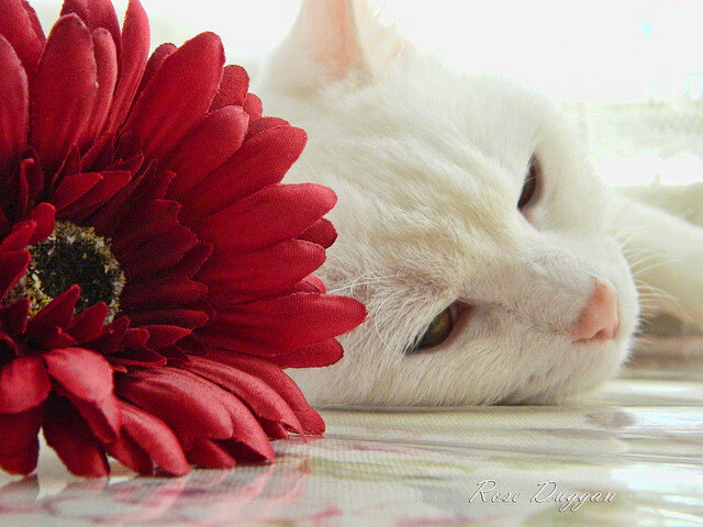 黑白直播体育-鹈鹕一波流击溃雷霆，塔图姆关键先生正名之战，NBA季后赛的制胜法则变了吗？