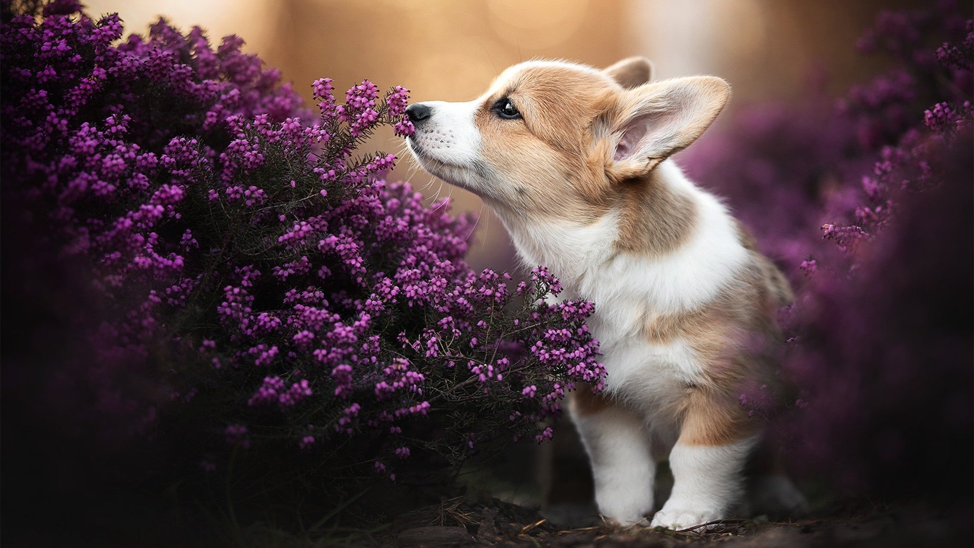 萨卡星光闪耀，佛罗伦萨主场击穿摩纳哥