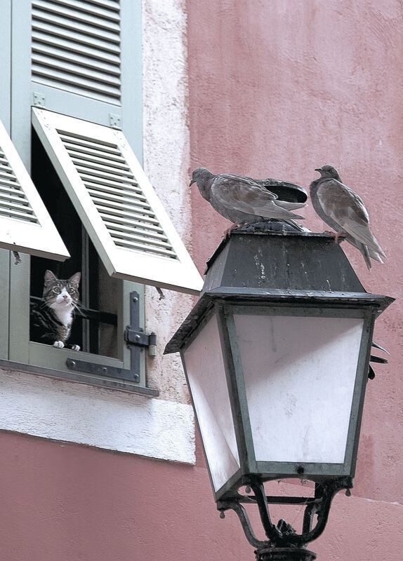 黑白直播网-绿茵与赛道，当苏格兰粉碎南美神话，努涅斯在F1街道上演极速接管