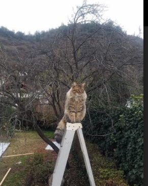 劳塔罗一剑封喉，奥运周期关键战之夜的英雄铸造