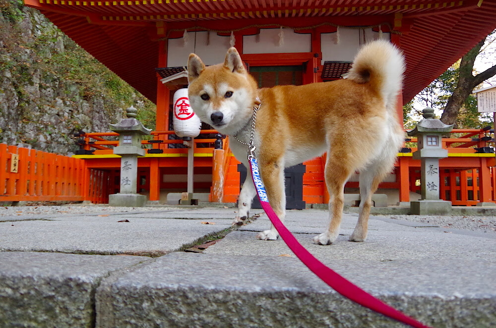 黑白直播nba在线观看-破壁者的时代，久保建英爆发的背后，是足球传统疆界的瓦解