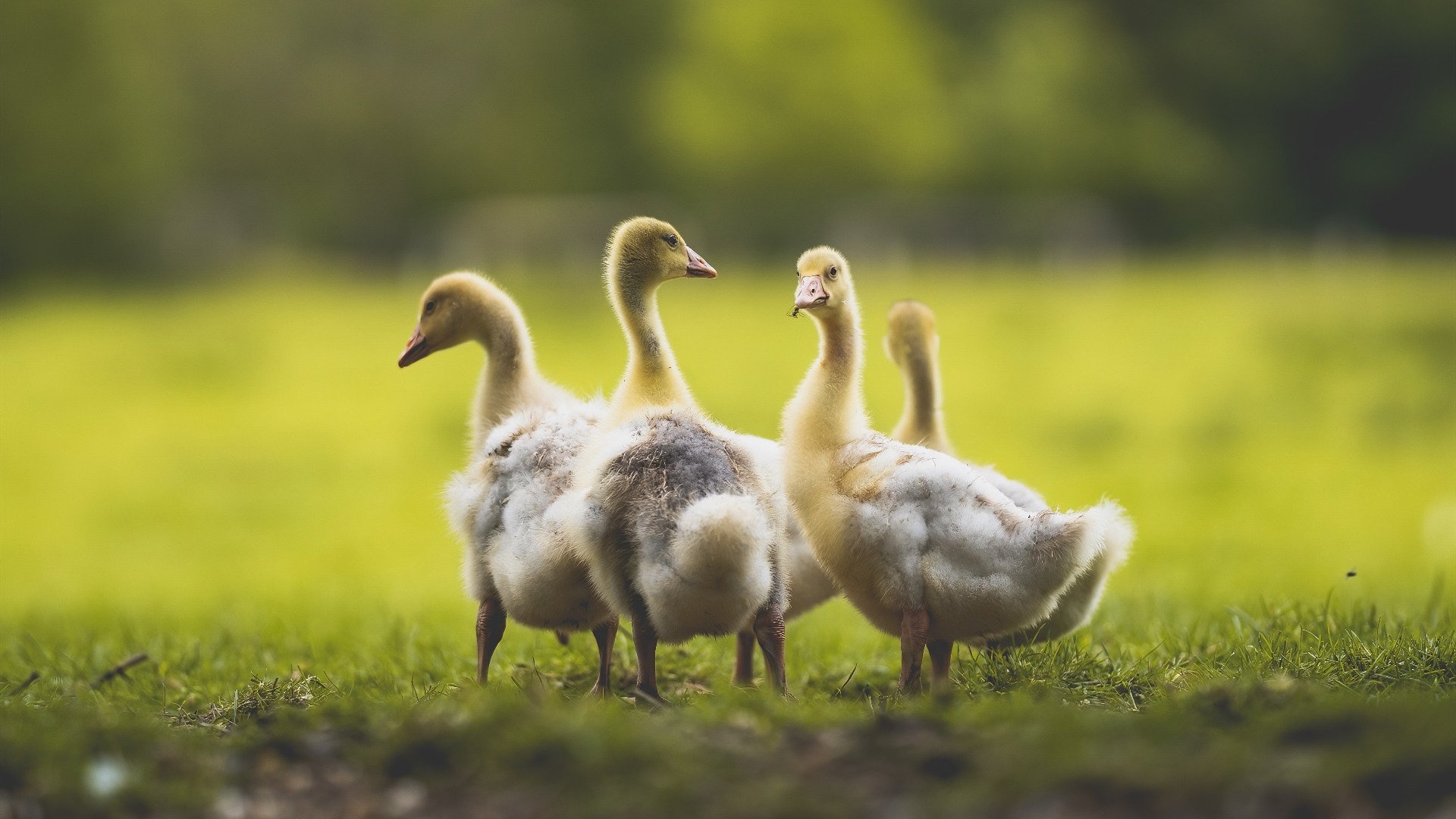 黑白直播网-傲慢与救赎，从活塞铁血到恩比德封神，一部被改写的决赛史诗