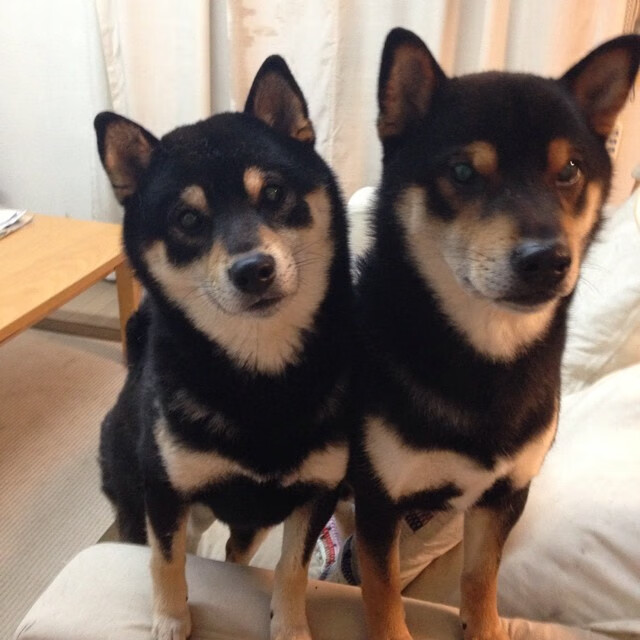 当字母哥化为球场的希腊风暴，上海队如何在碾压中寻找光亮