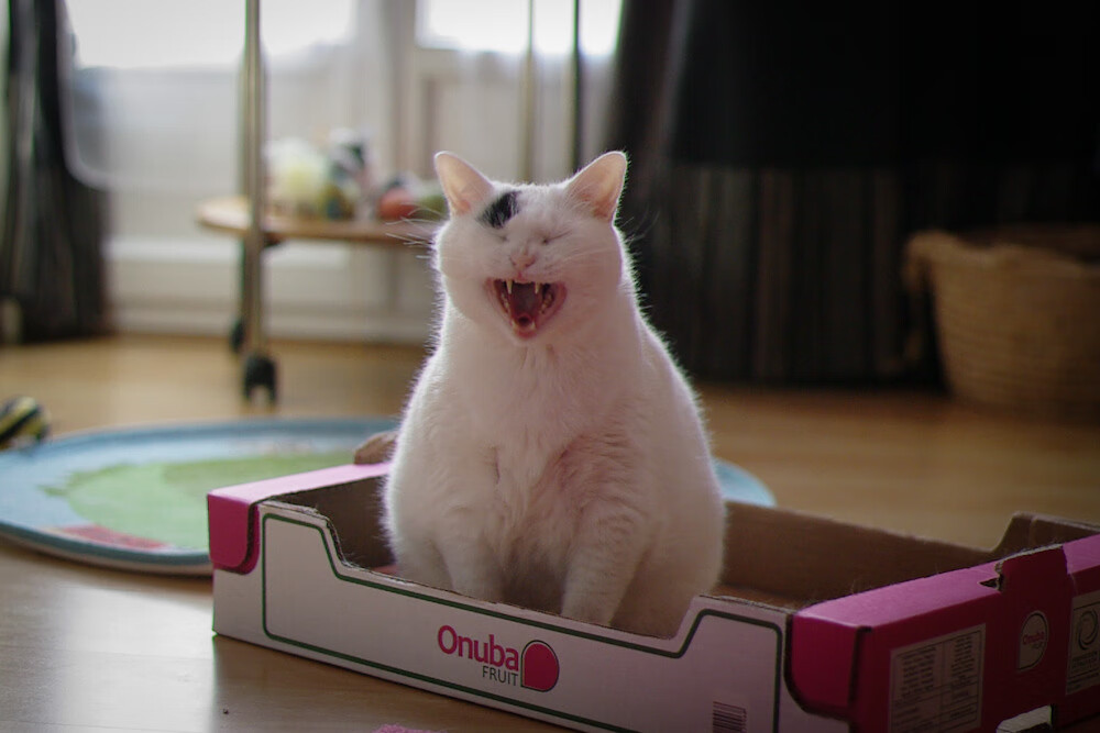 德甲争冠焦点战，安哥拉式防守压制亚特兰大攻势的战术启示