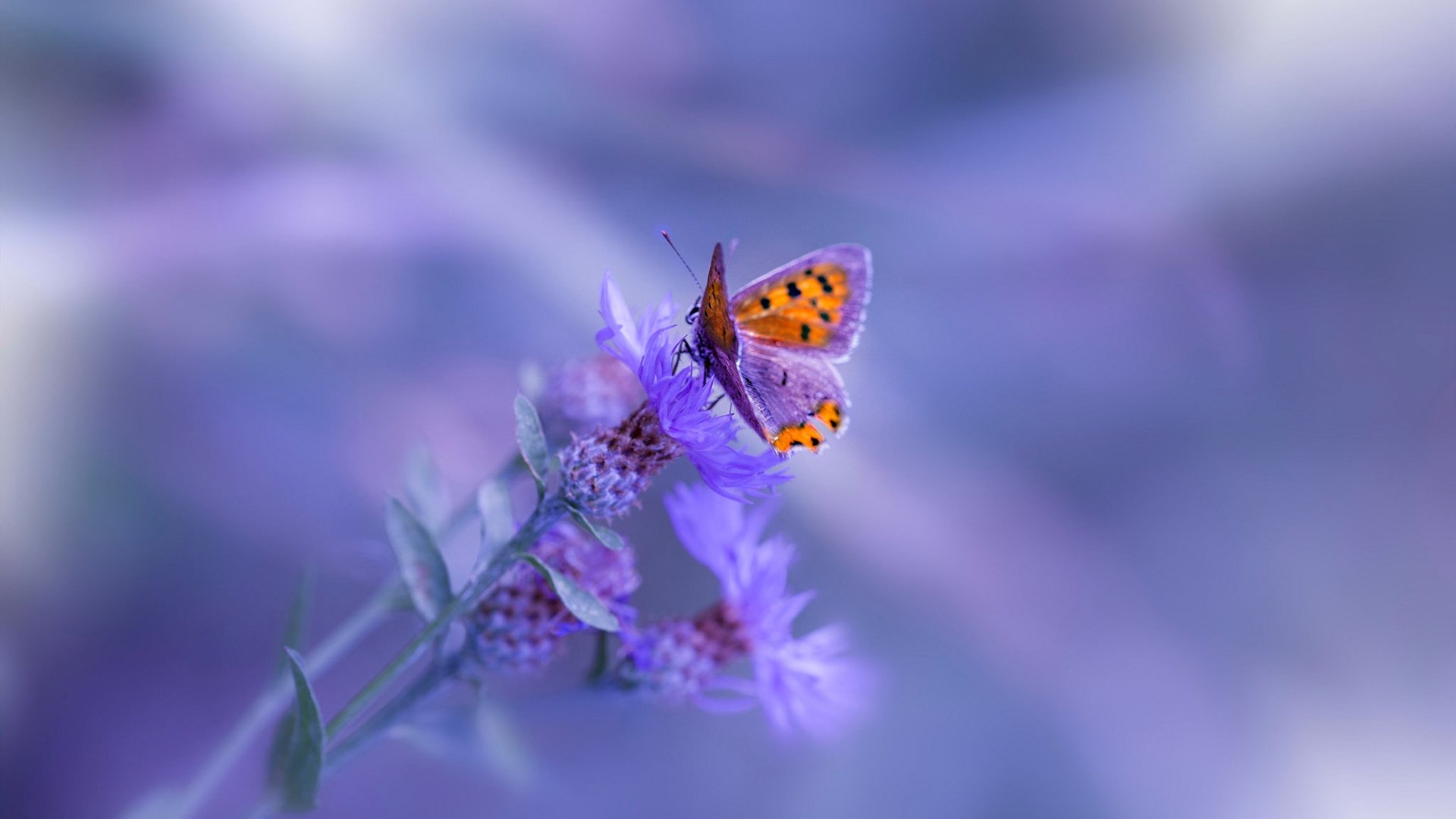 今夜，戈贝尔颠覆所有质疑