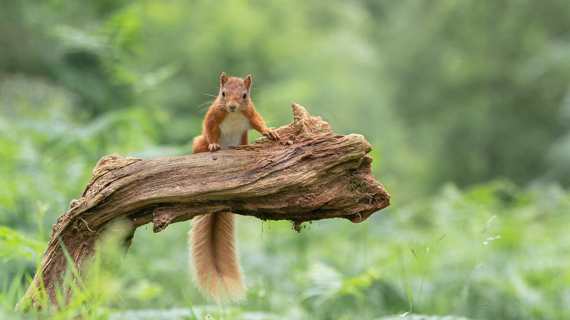 戈麦斯数据全面爆炸！荷兰力克牙买加背后，中场新核如何改写比赛？