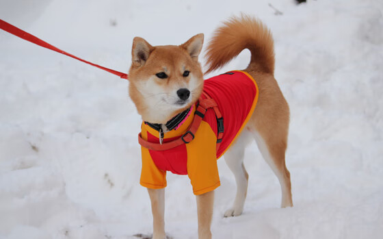 双线溃败，王朝裂痕与约基奇时代的无解宣言