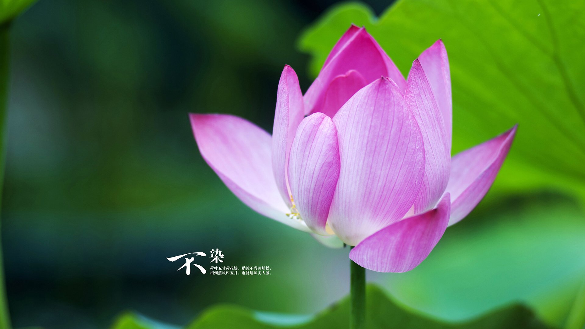 黑白直播在线观看-贝恩全场最佳无争议，雷霆鏖战活塞纪实