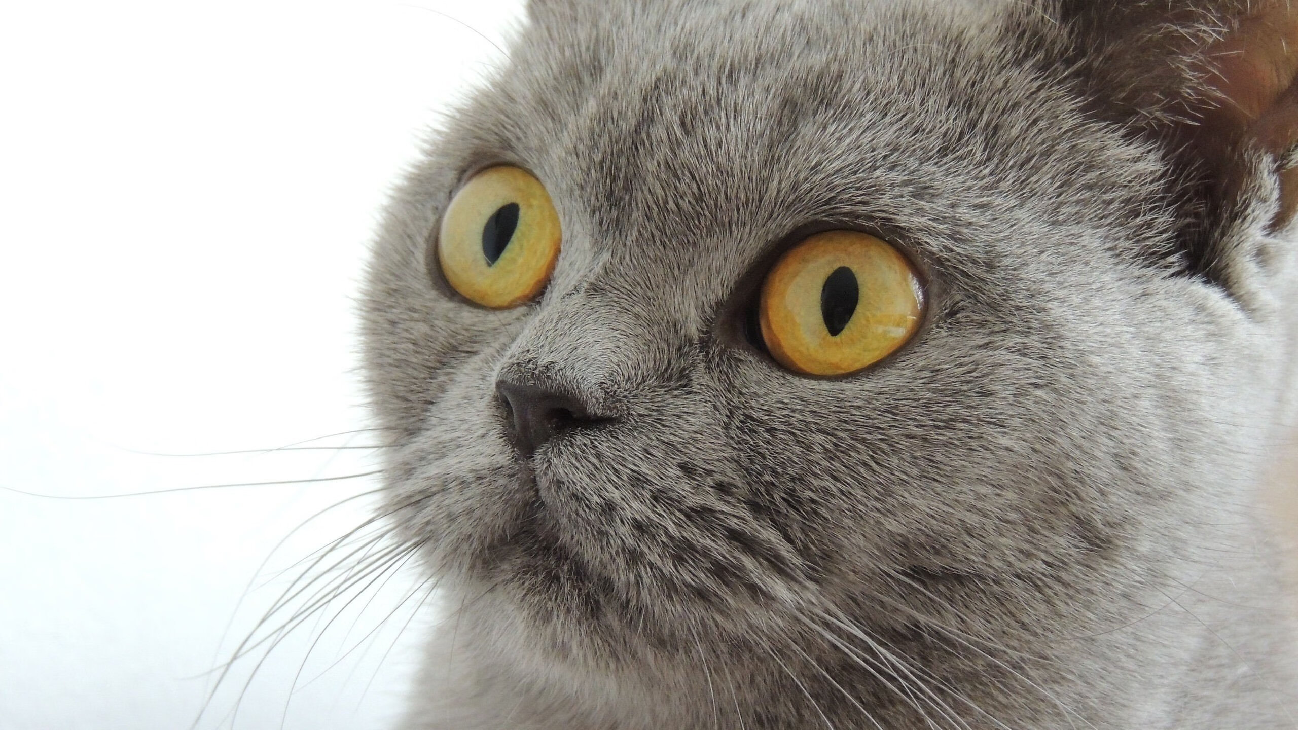 利拉德时间再现，南粤战吼压下热火烈焰