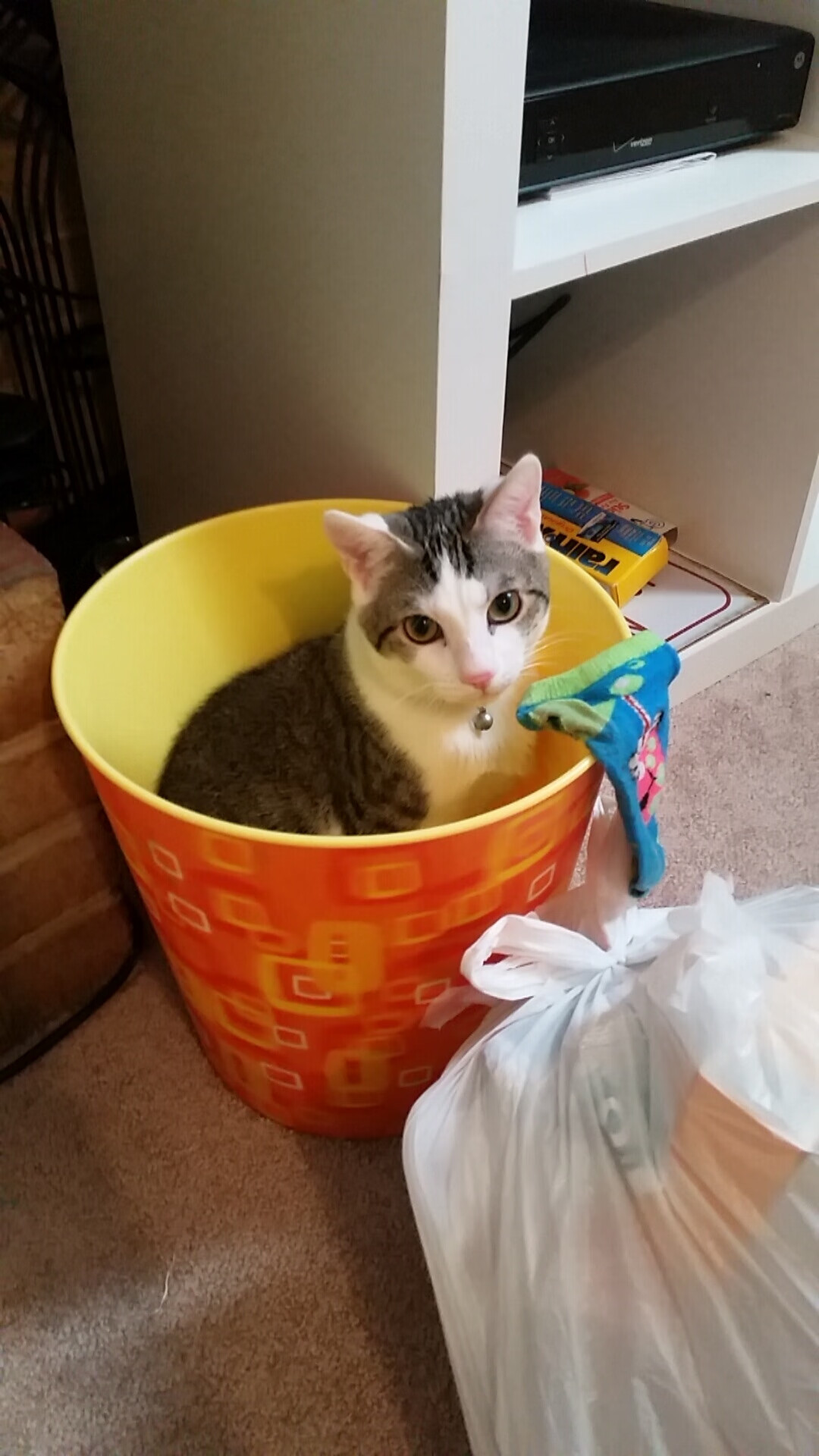 黑白直播在线观看-约基奇统治全场，吉林队鏖战雄鹿，篮球之夜的激情与拼搏