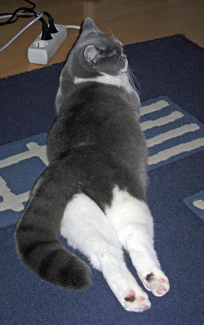 双线争冠，从德甲铁血到骑士哲学，现代体育的悬念与终结艺术