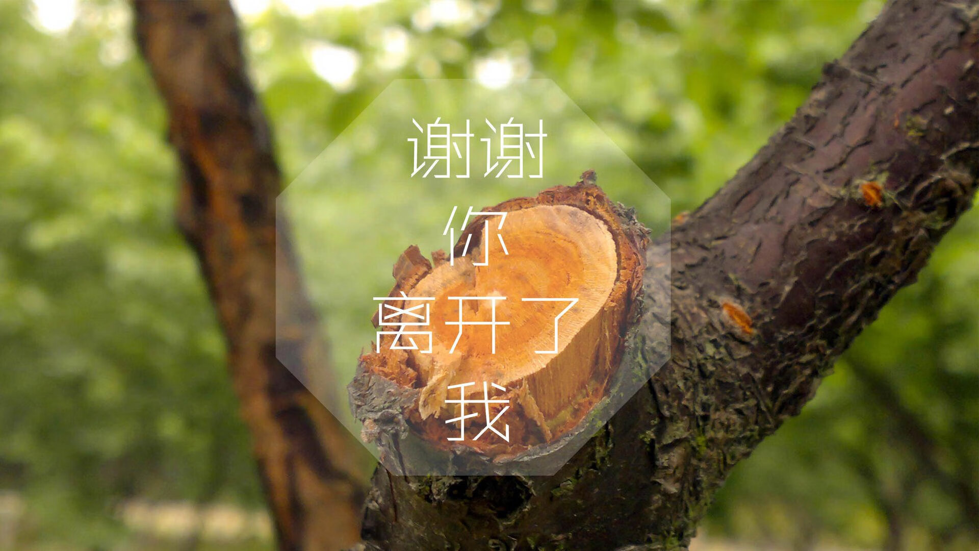 橙色风暴席卷喀麦隆,加维闪耀,荷兰大胜谱写H组强强对话新篇章
